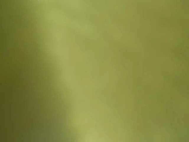 Laylafoxy-tay on BongaCams 